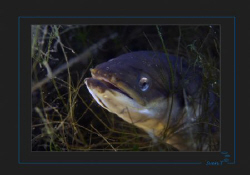 Hunting European eel.  
(Anguilla anguilla) Neuchatel lake by Sven Tramaux 